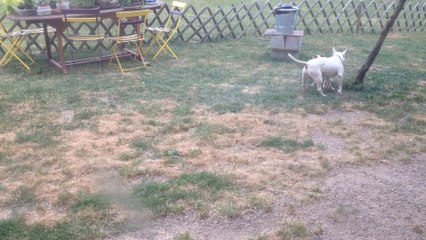 my two keepers are playing together