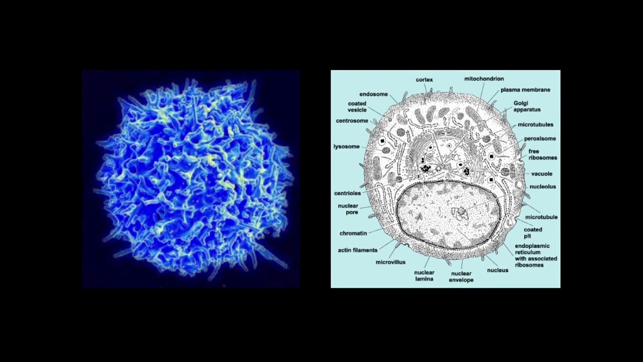Le recul de la mort - l'immortalité à brève échéance- Laurent Alexandre at TEDxParis 2012
