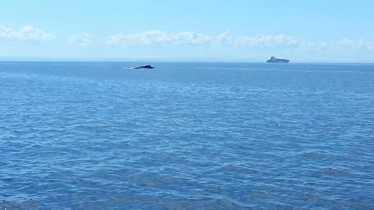 Tadoussac - Excursion "baleines"