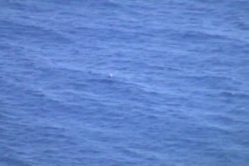 Whales Breaching in Hawaii