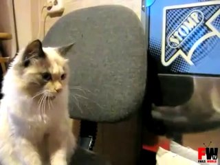 Cat Funny tongue reaction