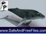 Download Humpback Whales 3D 1 Product Code Generator Free