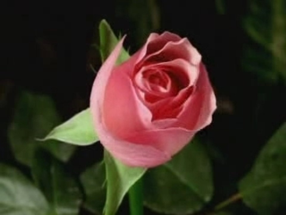 Fiori canterini