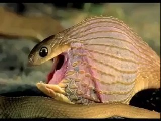 أفعى تأكل بيضة