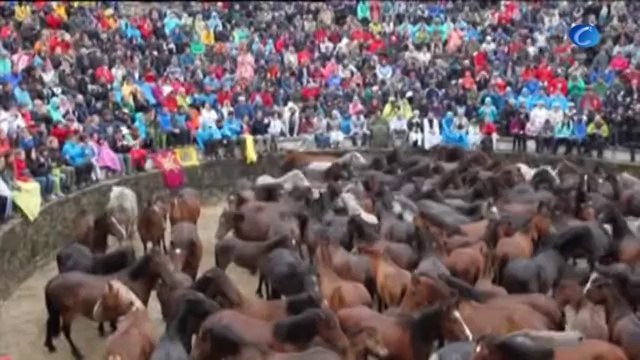 Rapa das Bestas, una tradición de siglos que enfrenta a hombres y caballos salvajes