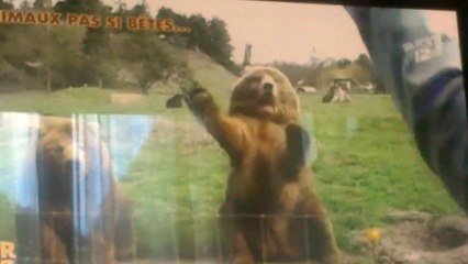 ours qui fait coucou