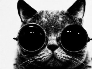 The Screeching Miew - B1/ Little Cat