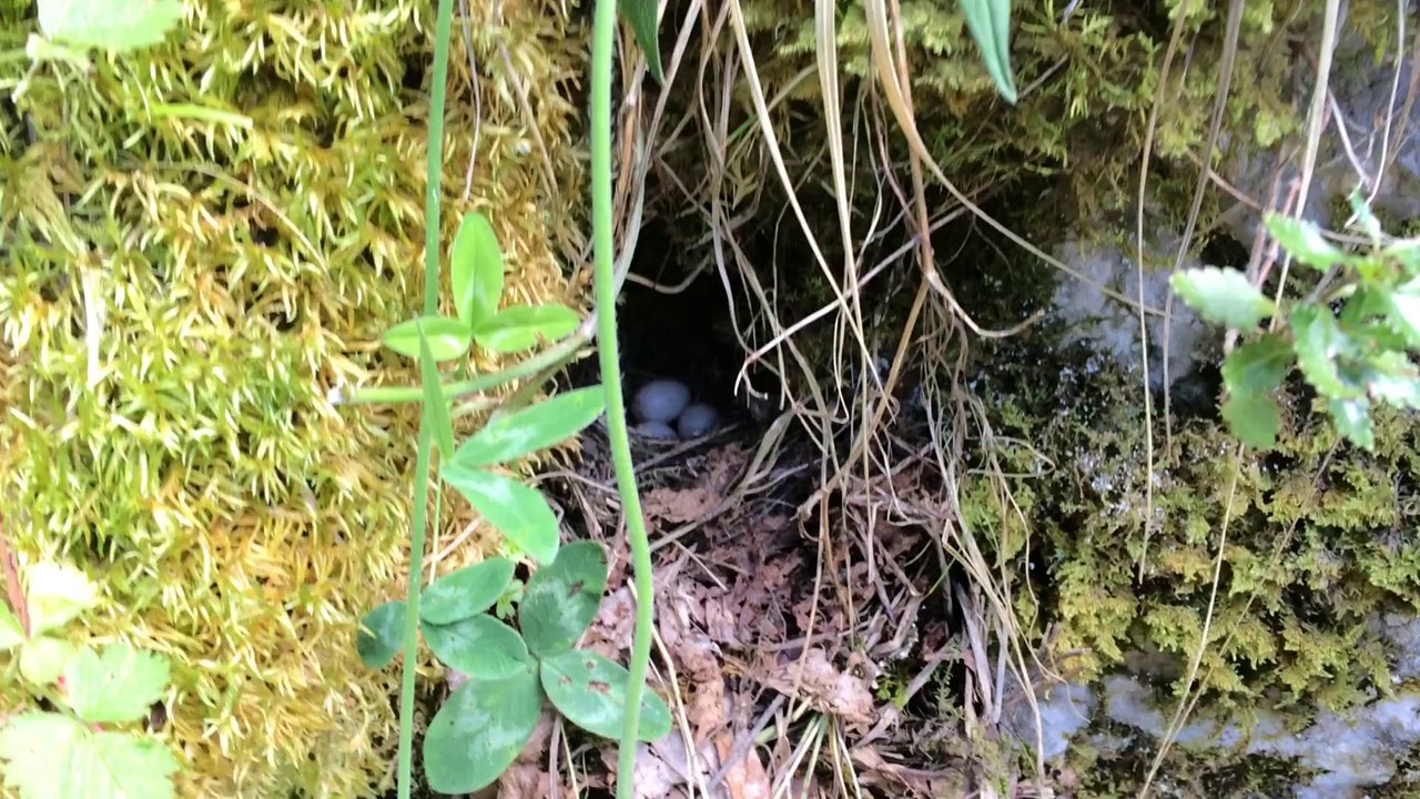 NID AVEC OEUFS D OISEAUX EN MONTAGNE NID DANS UN ROCHER