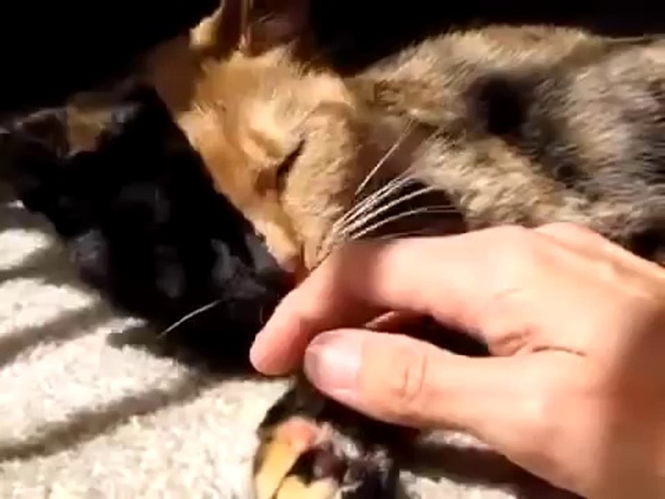 İki Yüzlü Kedi İnternetin Yıldızı Oldu