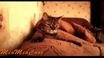 Funny Videos _ Funny Cats Fails _ Funny Vines Videos _ Cool Cute Funny Videos #6