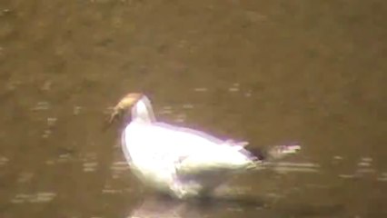 Mouette rieuse ? Brest