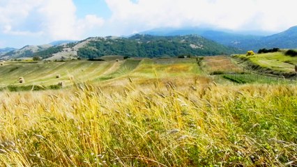 campi catalogo - coltivatori custodi - nonna juccia