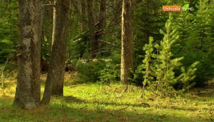 Planète Terre, aux origines de la Vie - Yellowstone