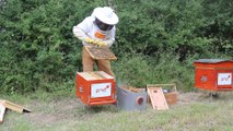 Installation des 3 ruches parrainées par PNDFRANCE