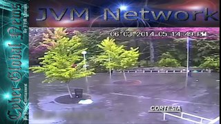 Vea por que no debe resguardarse debajo de un árbol durante una tormenta