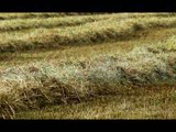 Somain-Villers-Campeau-la moisson  (oat field )
