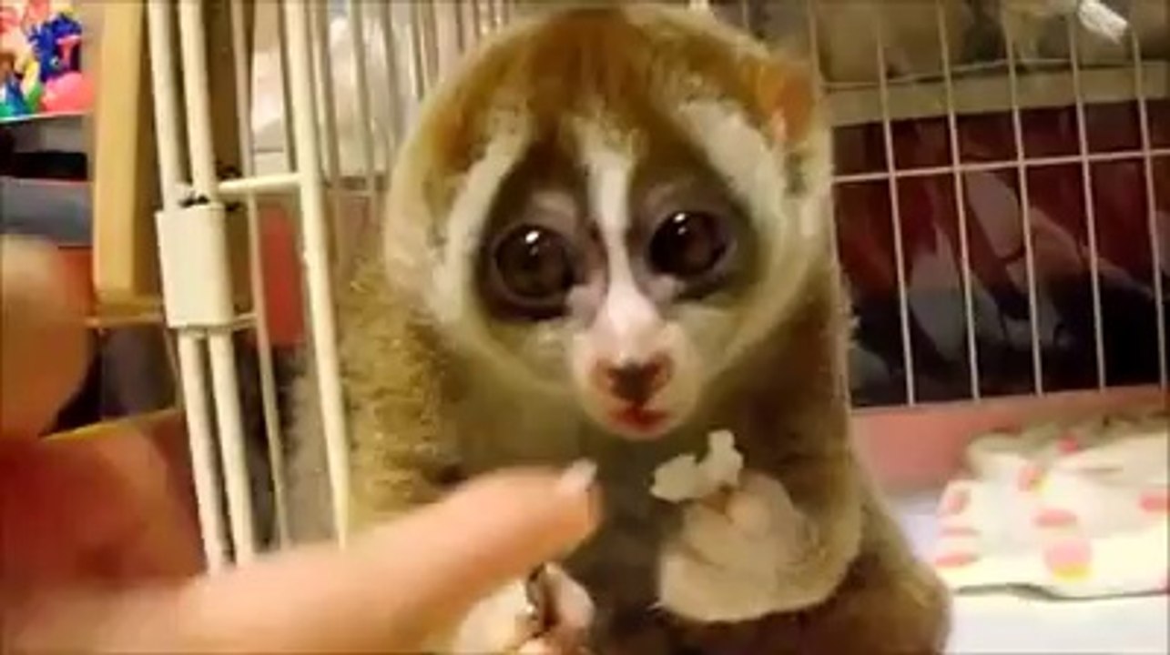 amazing animal - One of these would cheer me up right now