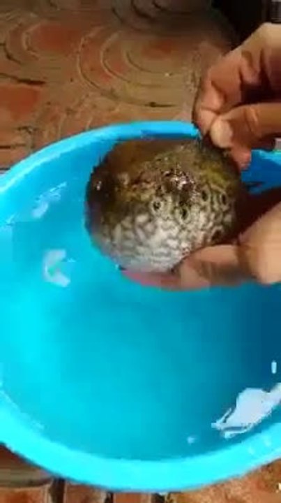 Amazing fish