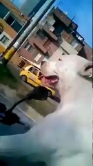 Dog riding bike