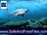 Download Red Sea ScreenSaver 2008 Activation Key Generator Free