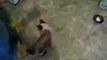 Chief Ikeje Israel Asogwa-Cat_Climbing_On_Wall_Via_Laser_Light(whatsappvideo.net)