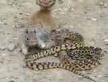 Sincap ve yılan kavgası
