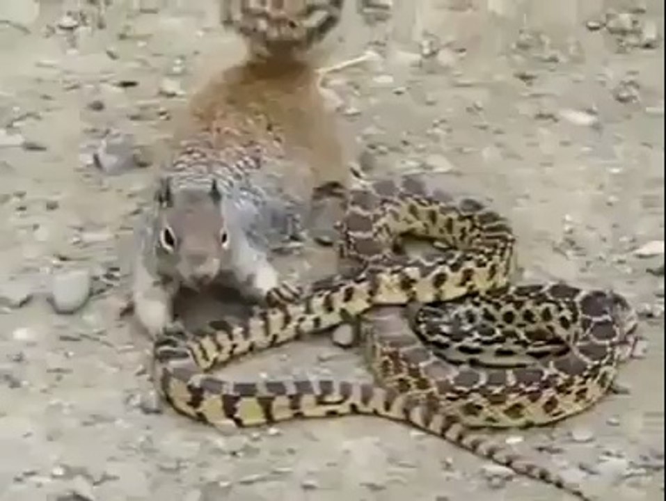 Sincap ve yılan kavgası