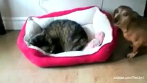 Dogs React to Finding Cats Sleeping in Their Beds