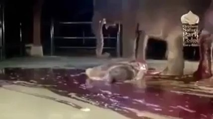 How Elephants are Born - Live Video of Elephant Birth - Shocking - Gbtune