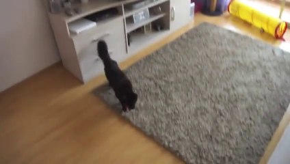 Mission Impossible cat
