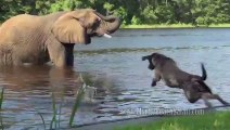 Elephants plays fetch with her dog friend