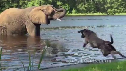 Elephants plays fetch with her dog friend