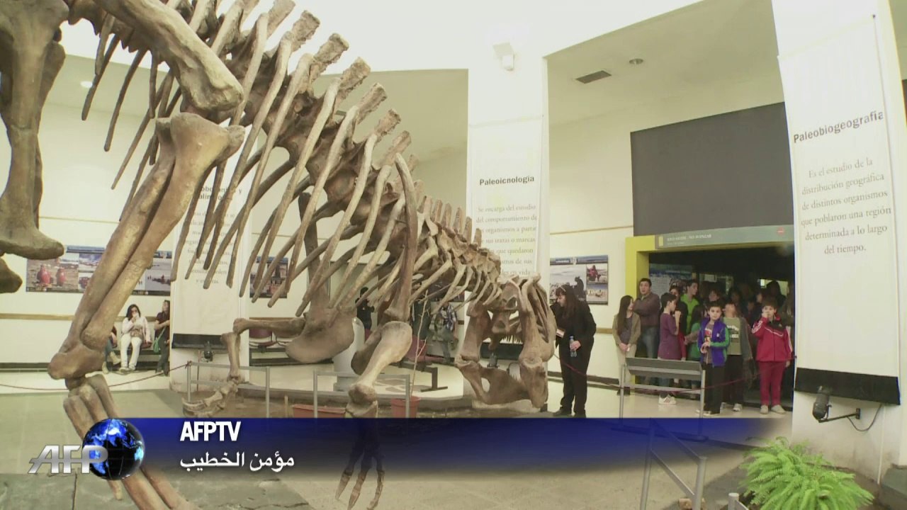 عرض هيكل عظمي لأكبر ديناصور في العالم