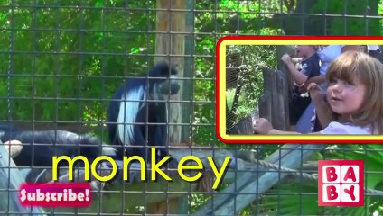 Learning animals for toddlers and children - Funny Animals SpongeBob Song for kids - By Viralkids.com