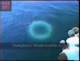 Yunuslardan muhteşem görsel şov OhaBe.Tv