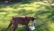 Puppy dog loves her new water fountain