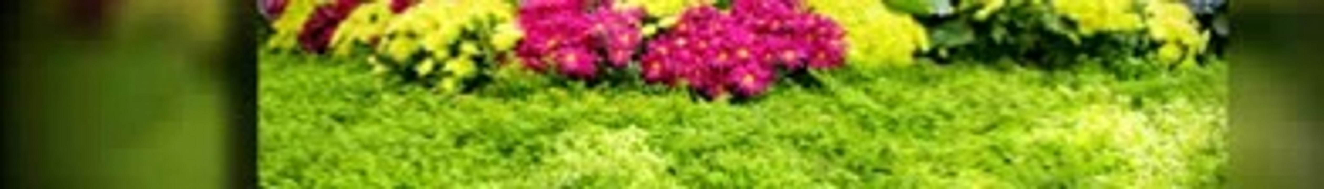 Lawn Care Frisco TX | Call 972-992-5296