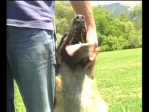 Αγαπά τα ζώα και τα εκπαιδεύει..