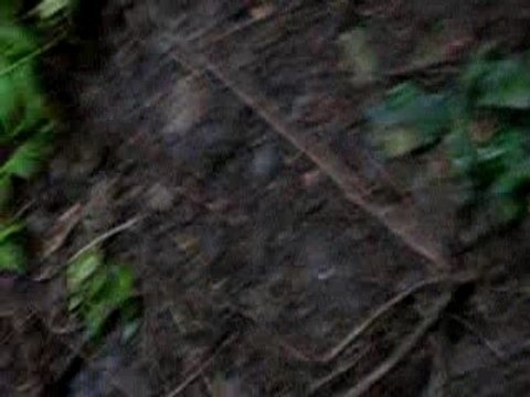 singe voleur aux couilles bleue