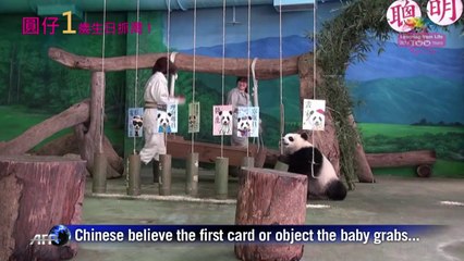 Taiwan-born panda cub celebrates first birthday with cake