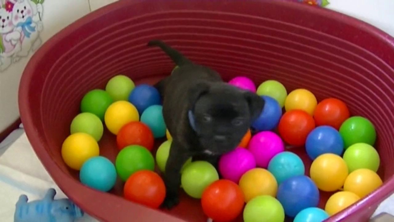 26ème vidéo de la 15ème portée staffie de Staffordland