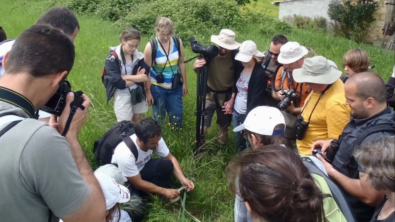 Iberolacerta, les derniers dinosaures des Pyrénées