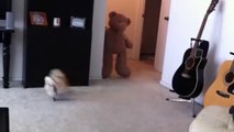 Cute Dog and Teddy Bear