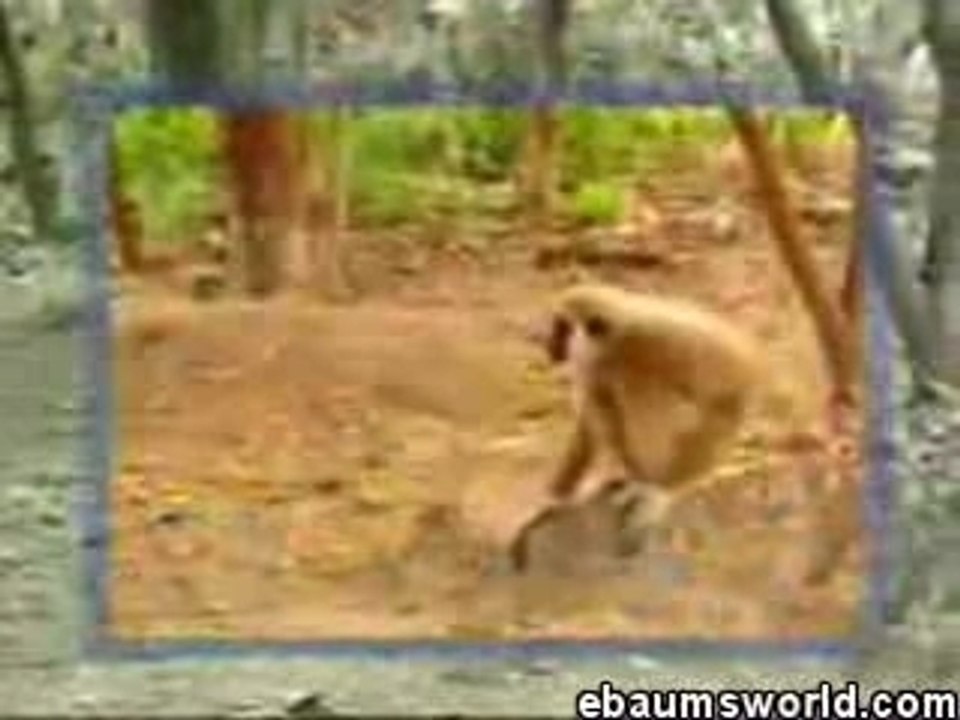 Monkey vs Tiger [www.easywitze.de]