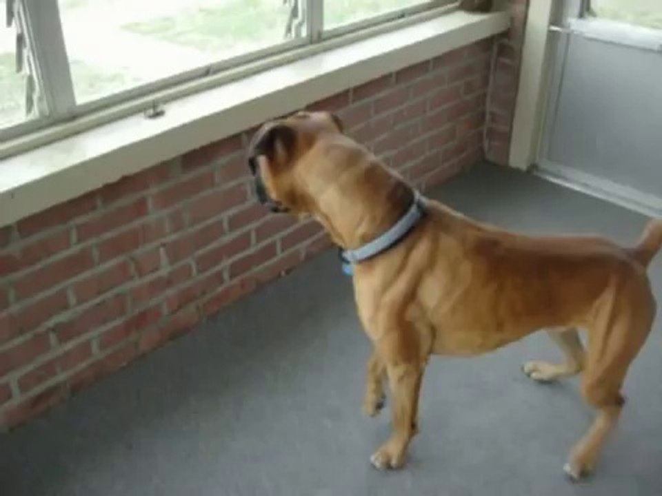 Dog scared of a leaf