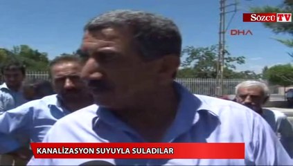 Ürünleri kanalizasyon suyuyla suladılar