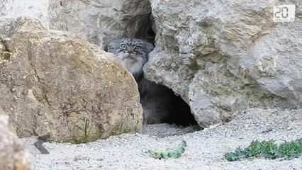 Le félin le plus mignon du monde