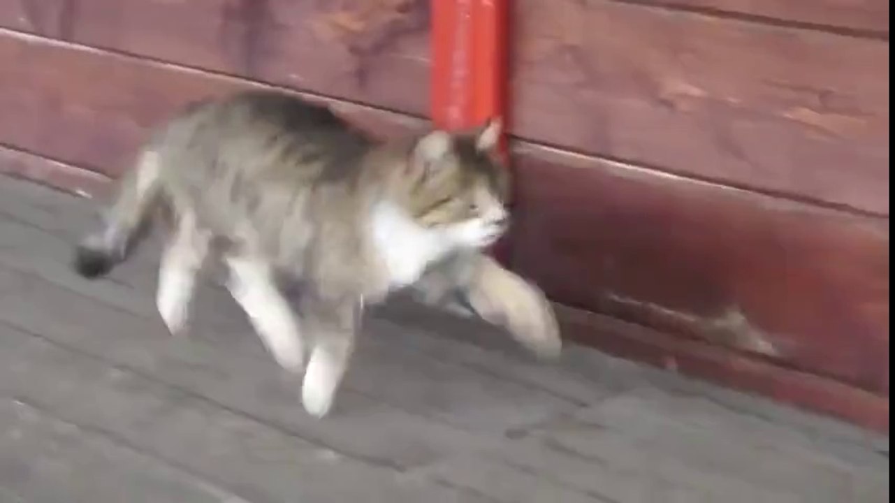 watch this dancing cat.nice