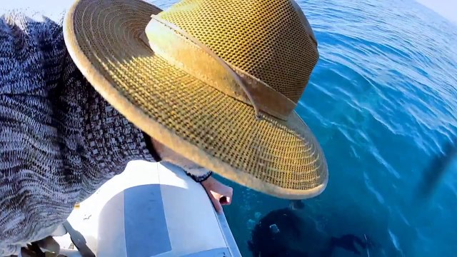 Face à face avec des orques! Magique...