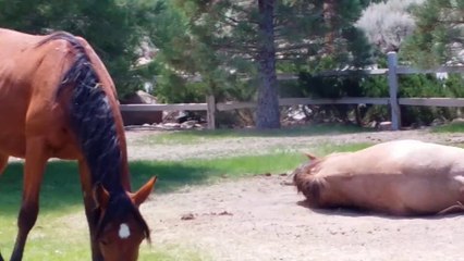 Wild mustangs in our front yard!